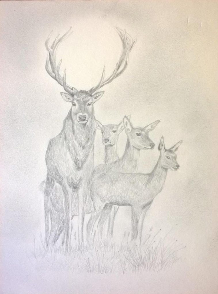 Nei boschi...maestosi